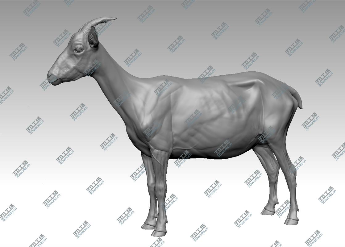 images/goods_img/202104091/Goat Realistic model/5.jpg